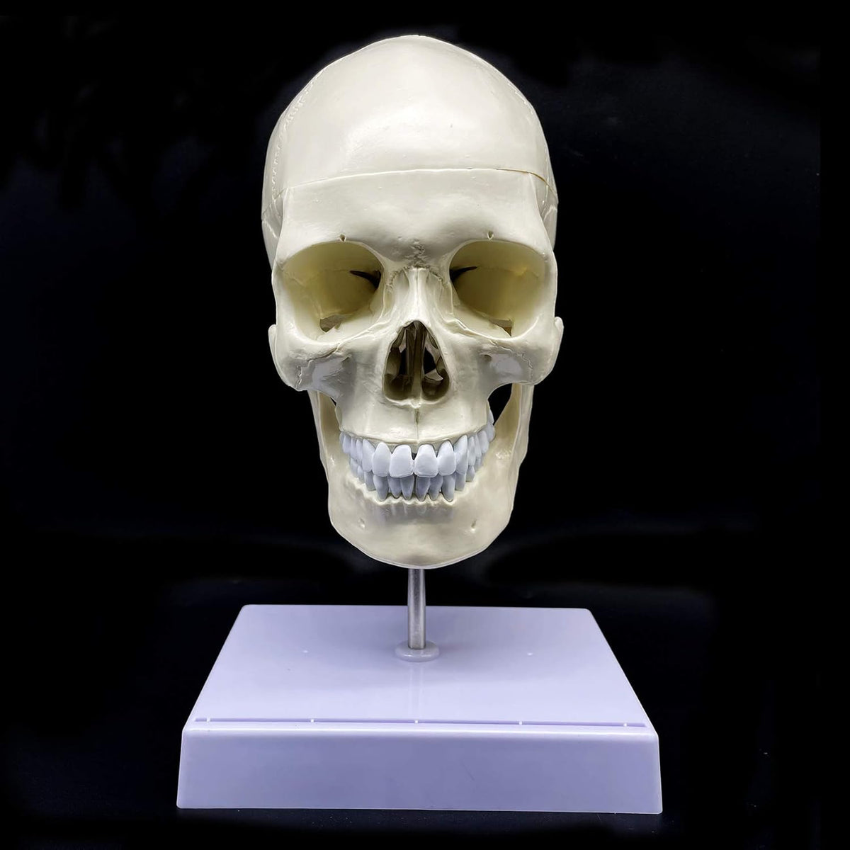 Life-Size Human Skull with Brain and Cervical Vertebra Anatomical Model U496