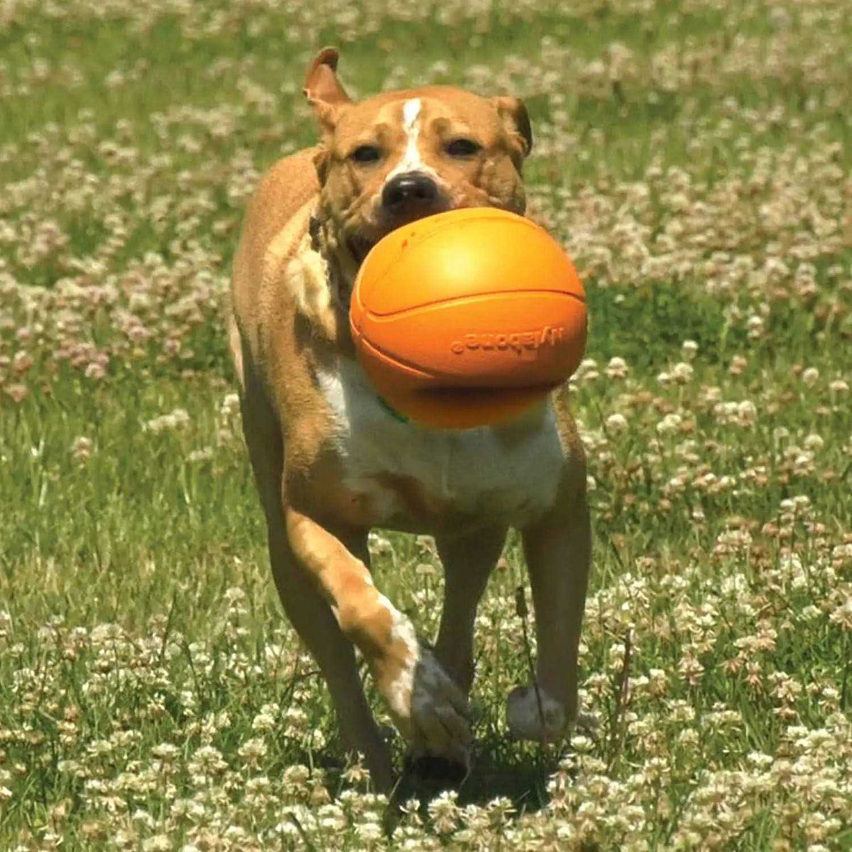 Dog Toy N579566
