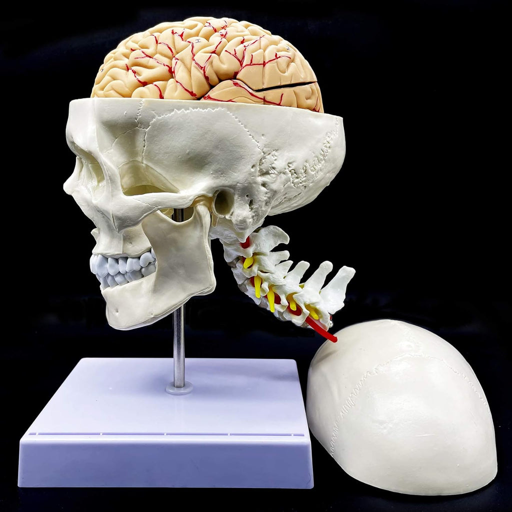 Life-Size Human Skull with Brain and Cervical Vertebra Anatomical Model U496
