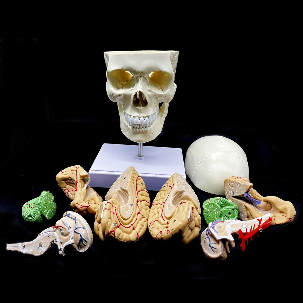 Life-Size Human Skull with Brain and Cervical Vertebra Anatomical Model U496